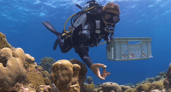 Reviving Coral Reefs: The Impact of 3D Printing on Ocean Conservation